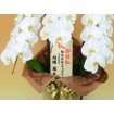 Congratulations Phalaenopsis Orchid