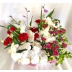 Phalaenopsis Orchid Condolence arrangement