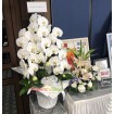 Sympathy & Funeral Orchid