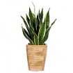 Sansevieria