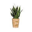 Sansevieria