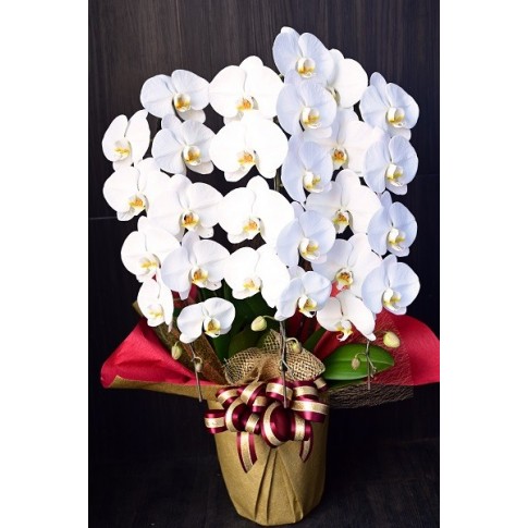 Congratulations Phalaenopsis Orchid