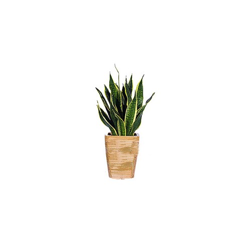 Sansevieria