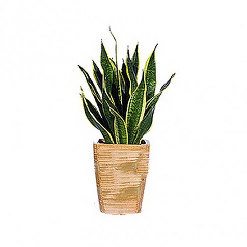 Sansevieria